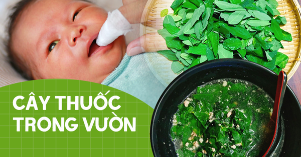 Rau ngót có tác dụng diệt khuẩn trong viêm lưỡi bản đồ như thế nào?
